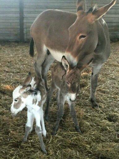 Donkey Twins - OMGosh Talk about EXTREME CUTENESS